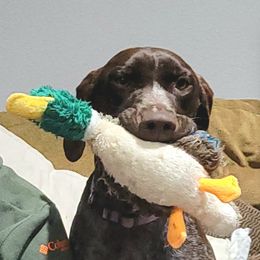 Delilah - German Shorthaired Pointer