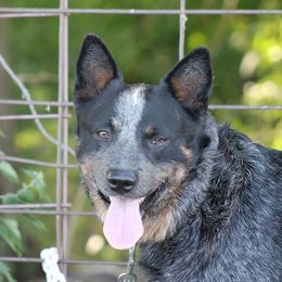 Rosco - Australian Cattle Dog