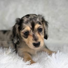 Leo - Dapple male Dachshund puppy in Goodyear, Arizona from D&C Royal Dachshunds LLC