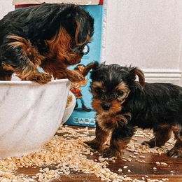 Yorkshire Terriers from Yorkie Baby Love