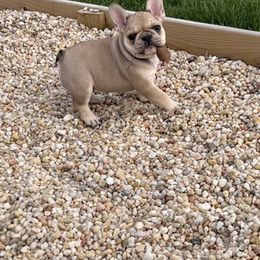 French Bulldog Puppies from The Midwest Frenchies