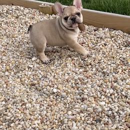 French Bulldog Puppies from The Midwest Frenchies