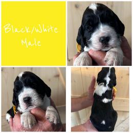 Yellow - Black and white male English Springer Spaniel puppy in Godley, Texas from Legacy Springer Spaniels
