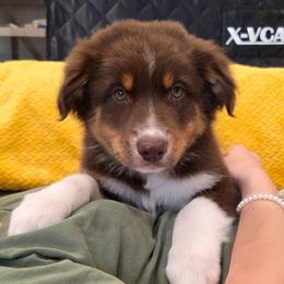 Barcelo 4 - Red tri-color male Australian Shepherd puppy in Solon, Maine from Mountain Range Australian Shepherds