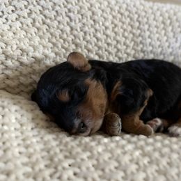 Malibu - Phantom female Bernedoodle puppy in Modesto, California from Central Valley Canine Companions
