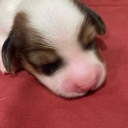Mia - Dapple female Dachshund puppy in Bullard, Texas from Mimidachs of Texas