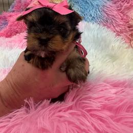 Pink girl - Blue and gold female Yorkshire Terrier puppy in Milton, Florida from Sassenach Yorkie Kennels