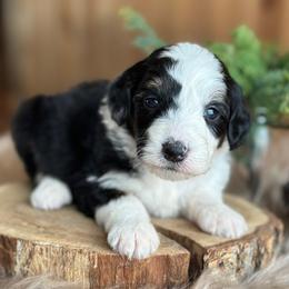 Christmas Tree - Black tri-color female Aussiedoodle puppy in Lancaster, Minnesota from Finney Ranch