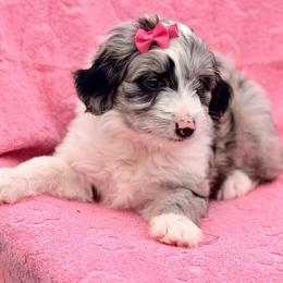 Pink collar toy - Blue merle female Aussiedoodle puppy in 32046, Florida from River Hill Ranch