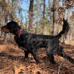 Smokey - Gordon Setter
