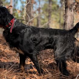 Smokey - Gordon Setter