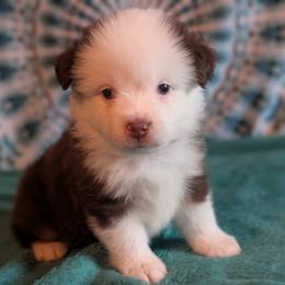 Rose Quartz - Red tri-color female Miniature American Shepherd puppy in Trenton, Florida from Atherney
