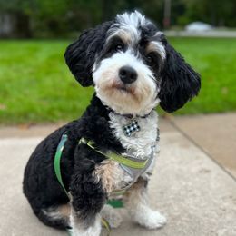 Bernedoodles, Cockapoos, Goldendoodles, and Labrador Retrievers from Red Acres Poodles & Doodles