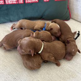 Girl 2 - Red  female Goldendoodle puppy in Cannon County, Tennessee from Hilltop Doodles and Poodles
