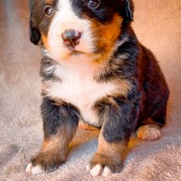 Bernedoodle, Bernese Mountain Dog, and Siberian Husky Puppies from Timberline Paws