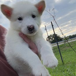 Static - White male Alaskan Malamute puppy in Easton, Maryland from Stars Howl-O Kennels by FurEver Friends Inc