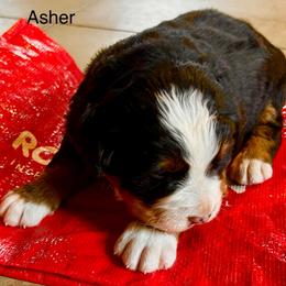 Candy OFA - Black rust and white female Bernese Mountain Dog puppy in Strasburg, Ohio from Lois Allison