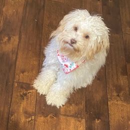 Cockapoos from Darling Doodles