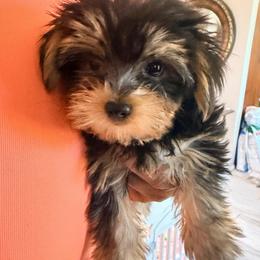 Boy 3 - Black and gold male Yorkipoo puppy in Gilbert, Arizona from Yorkie Your Soulmate Puppy