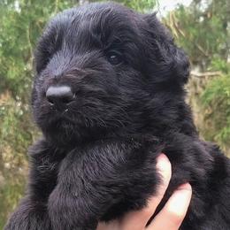 Blue Collar - Male - Black male German Shepherd puppy in Charlotte, North Carolina from Zuflucht K9s