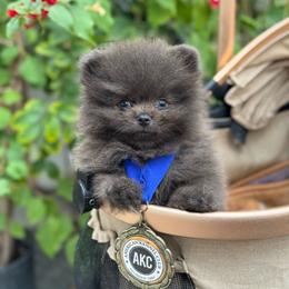 Ash - Blue male Pomeranian puppy in Stockton, California from lunas_poms