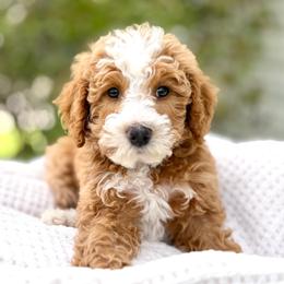 Dopey - Red male Bernedoodle puppy in Highland, Utah from Angel Pups Deluxe