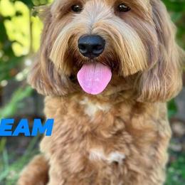 Mac / Jimmy - Australian Labradoodle