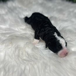 Storm - Black and white female Sheepadoodle puppy in Los Angeles, California from Exquisite Doodles