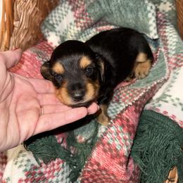 Blair - Black and tan female Dachshund puppy in Pontotoc, Mississippi from Toddy Kennels