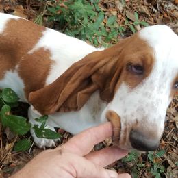 Girl 1 - Basset Hound puppy in Texas from Fredmond's Hound Kennel