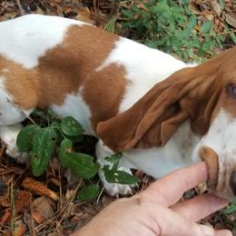 Girl 1 - Basset Hound puppy in Texas from Fredmond's Hound Kennel