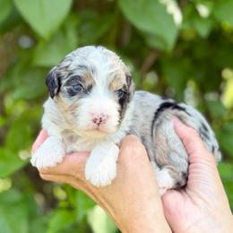 Cordelia - Blue merle female Bernedoodle puppy in Bellville, Ohio from Bernedoodle Buddies