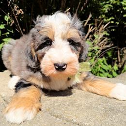 Dodger - Merle male Bernedoodle puppy in Sherman, Illinois from Shirl Doodle Life