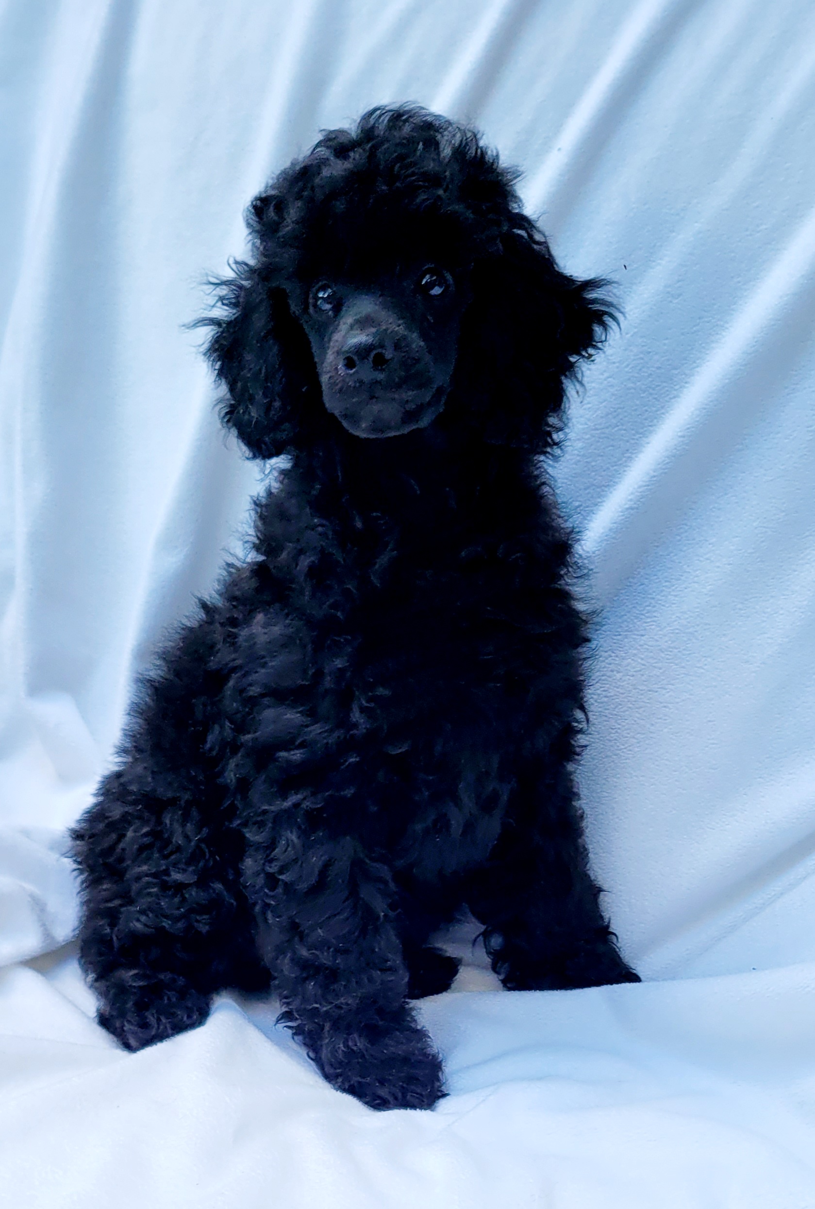 Poodles from Andronik Poodles