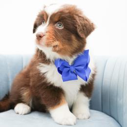 Brownie - Red tri-color male Miniature American Shepherd puppy in Elmwood Park, Illinois from Goldens&MiniAussiesWithFinesse