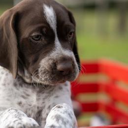 German Shorthaired Pointer Puppies from Inspire German Shorthaired Pointers