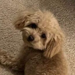Aussiedoodles, Poodles, and Toy Australian Shepherds from Heartland Ranch