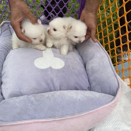Pomeranian Puppies from Pomeraniaboston