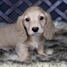 Dachshund Puppies from Dachsy
