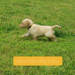 Honey - Labrador Retriever puppy from Kingdom Kenelz Labradors