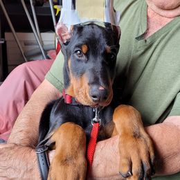 Doberman Pinscher All Grown Up from Gordon Farms Dobermans