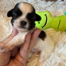 Akc 2 - Tricolor male Shih Tzu puppy in Long Beach, California from Prieto Shih-Tzu's