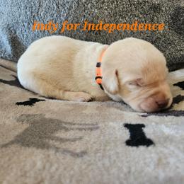 Indy-Orange collar - Yellow male Labrador Retriever puppy in Davenport, Washington from LynnDee's Kennel
