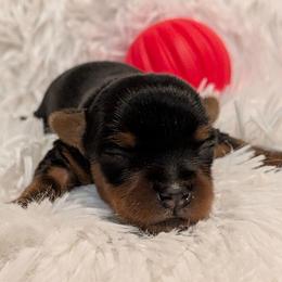 Polly pocket - Black and gold female Yorkshire Terrier puppy in Gatesville, Texas from KontryKritterz Yorkies