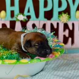 Taffy - Wheaten female Soft Coated Wheaten Terrier puppy in Kirksville, Missouri from BellSharps Australian Shepherds