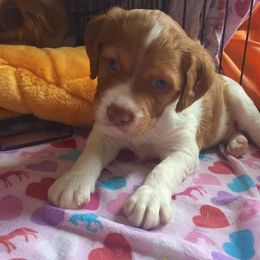 Brittany and Vizsla Puppies from Dzika Place Kennels