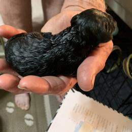 Miniature Schnauzer Puppies from Circle R Ranch