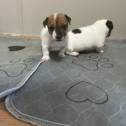 Border Collie and Jack Russell Terrier Puppies from CP FARMS BORDER COLLIES N JACKS CORP