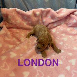 London - Apricot female Cavapoo puppy in Sherwood, Michigan from Patrick's Puppies