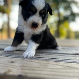 Grizzly - Black tri male Miniature Australian Shepherd puppy in Doddridge, Arkansas from Huddleston Farm